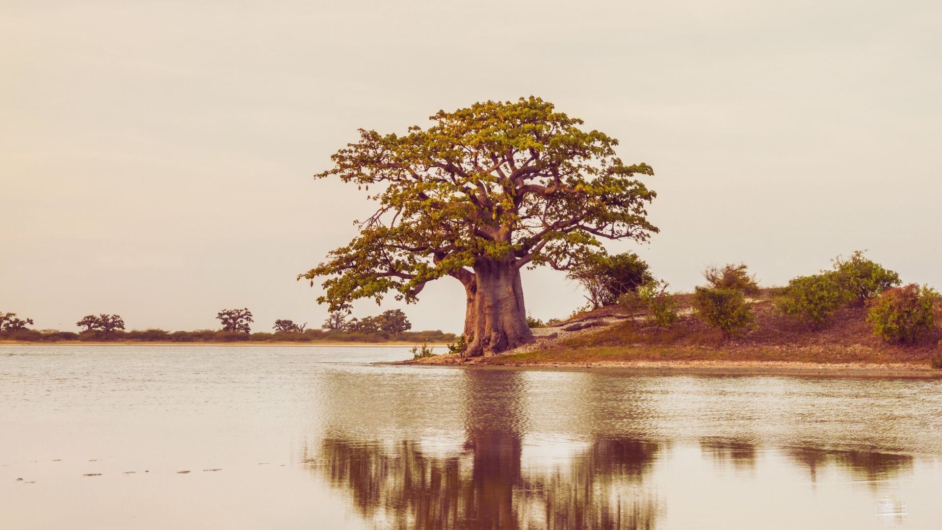 Baobab